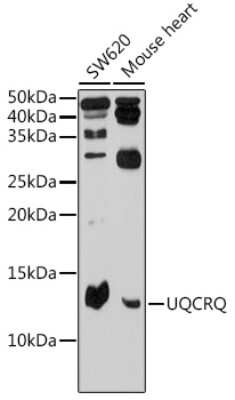 Western Blot: UQCRQ AntibodyBSA Free [NBP2-93506]